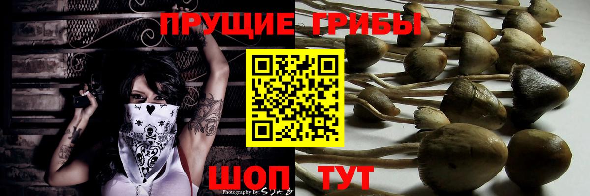 Удомля  Псилоцибиновые грибы Cubensis  Вход с VPN 